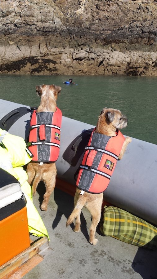 Resident dogs Gus and Rufus out on an adventure packed day.