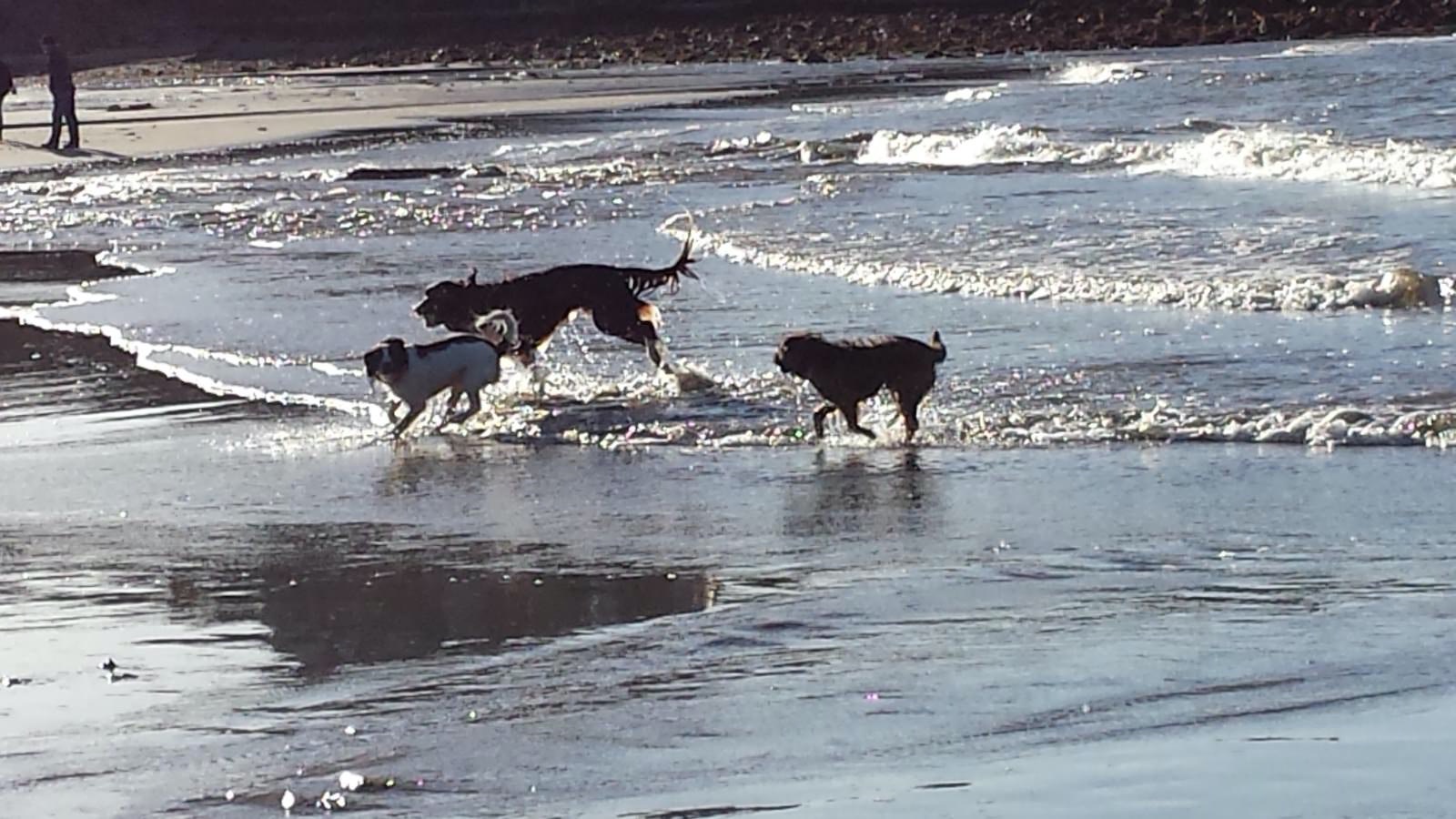 Your pooches will have so much fun.